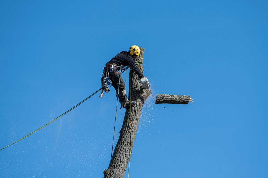 Baumarbeiten mit Seilklettertechnik, Helm und Sicherung