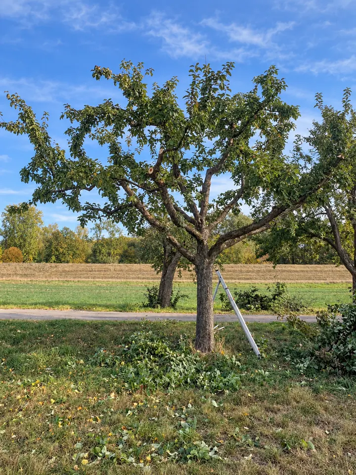 Obstbaum mit sichtbarer Kronenstruktur während eines Pflegeeinsatzes von Objektpflege360 – eigene Aufnahme, KI-gestützt bearbeitet