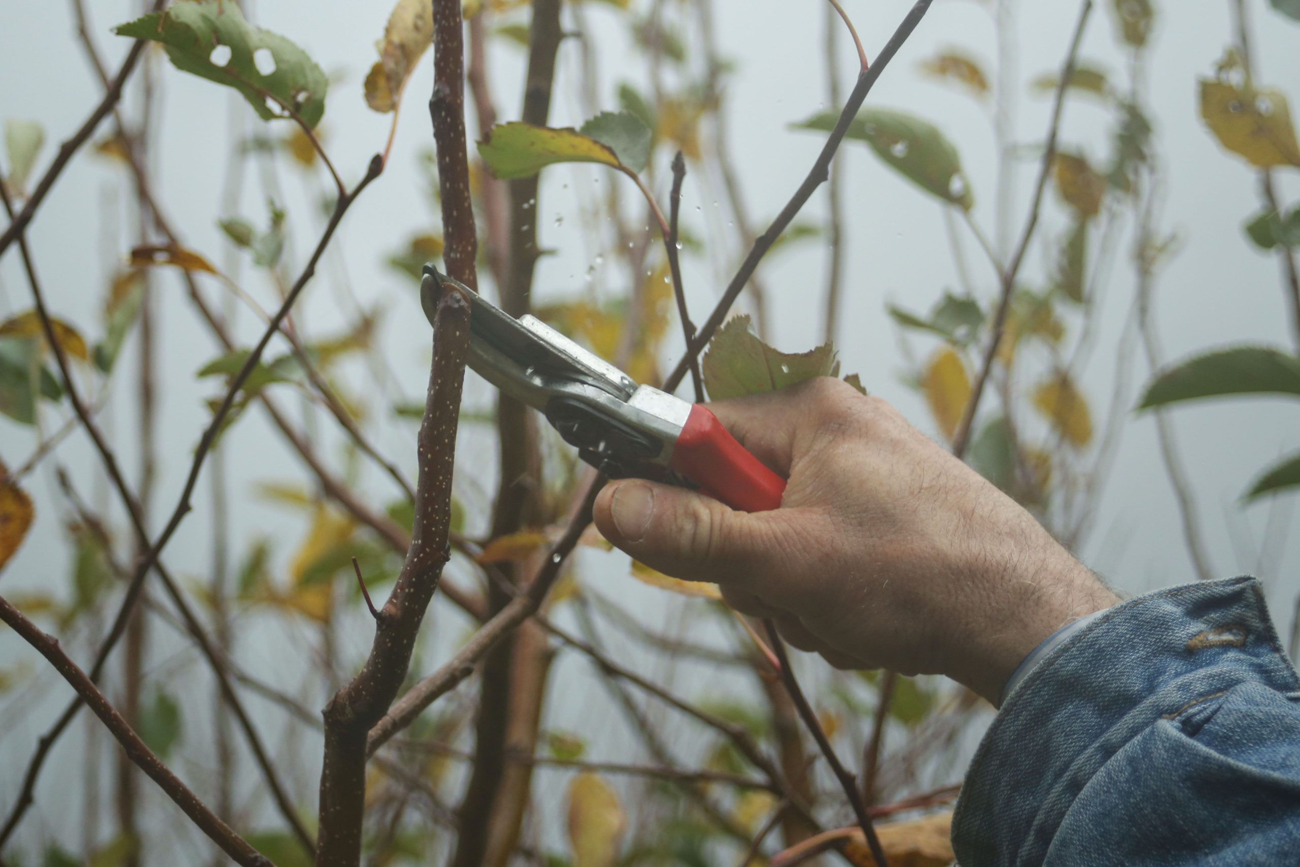 Nahaufnahme einer Hand beim Schneiden eines Zweigs mit einer Gartenschere