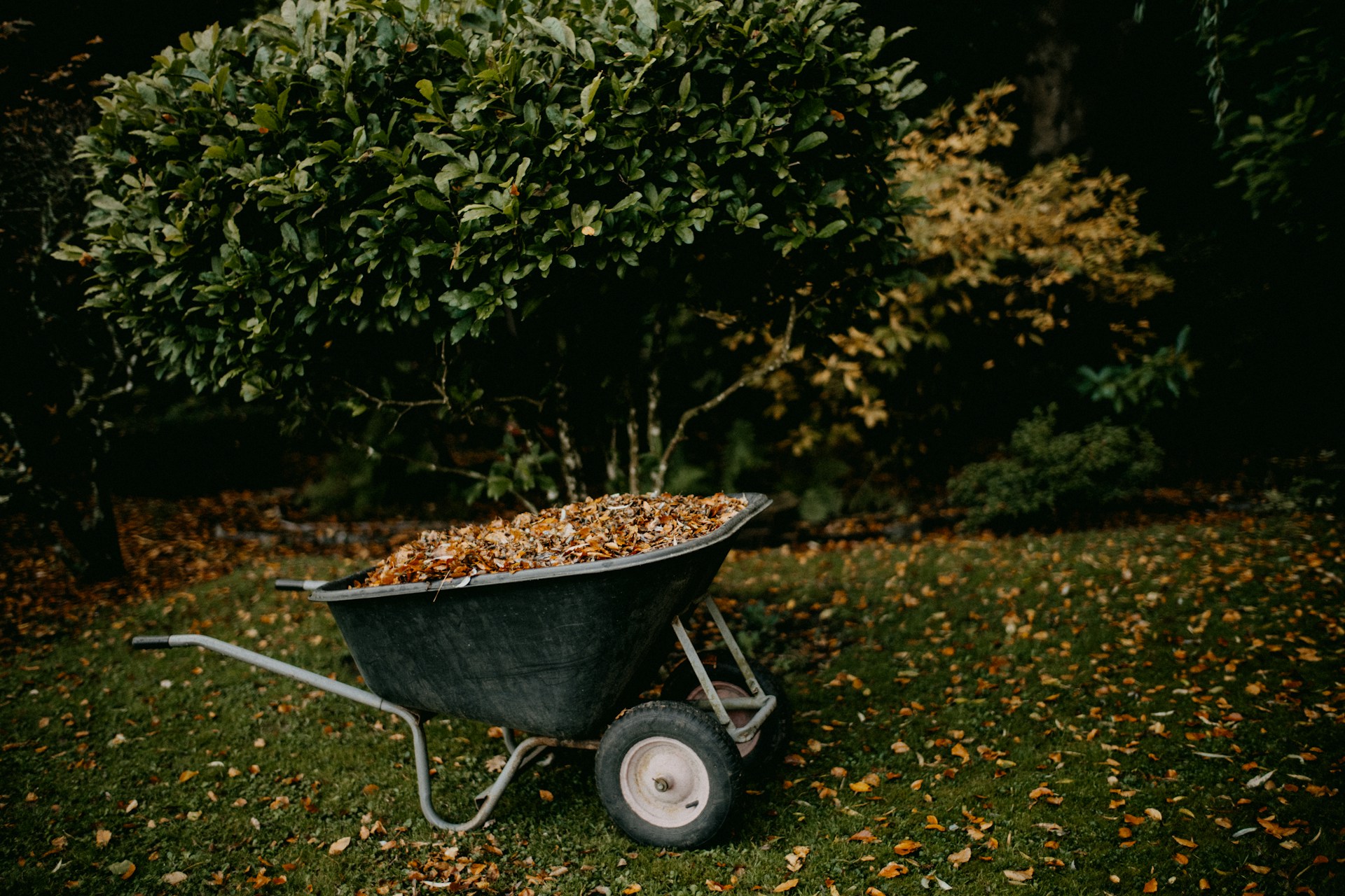Schubkarre mit gesammeltem Herbstlaub in einem Garten